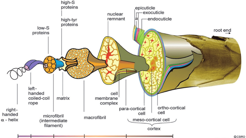 Scientific cross-section diagram of a Merino wool fiber showing its complex internal structure, including the protective cuticle, cortex cells, and microscopic protein helixes.