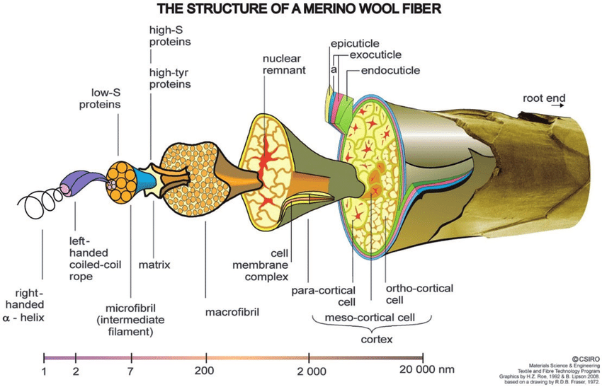 Scientific cross-section diagram of a Merino wool fiber showing its complex internal structure, including the protective cuticle, cortex cells, and microscopic protein helixes.